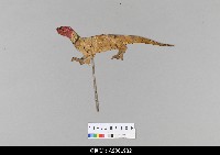 藏品(泰國小檯皮影戲偶)的圖片